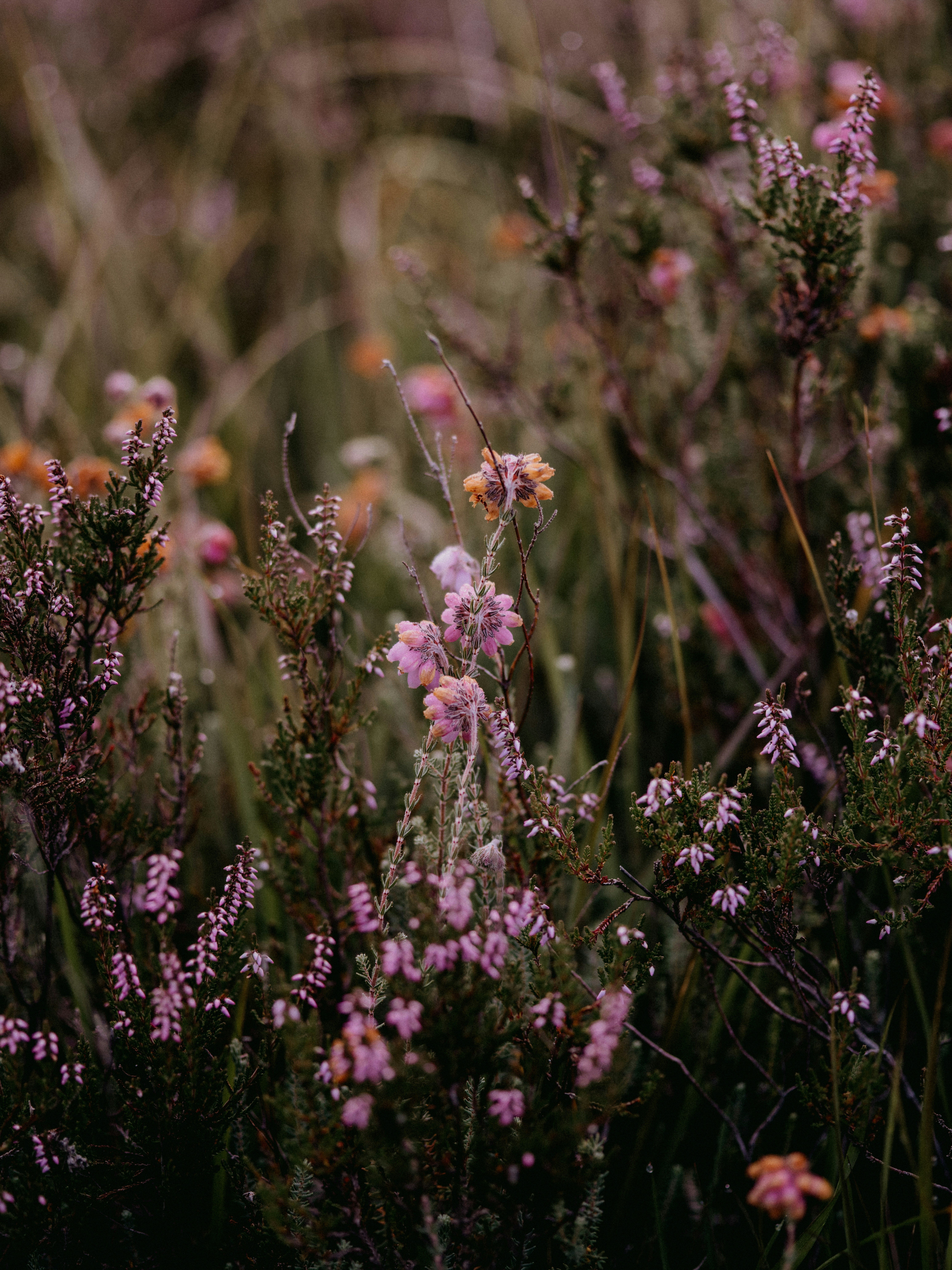 Honeybee on Wild Blossoms